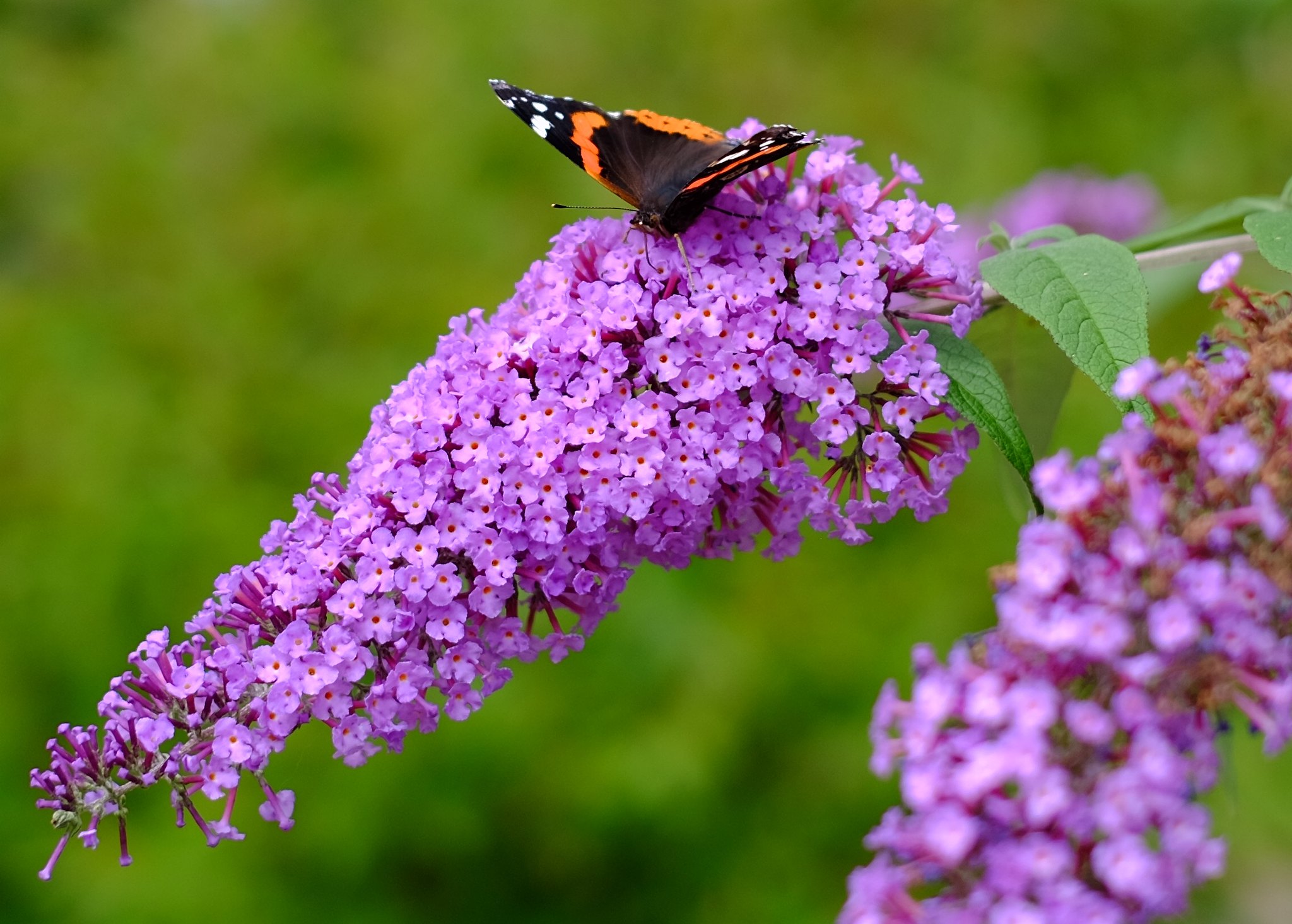 Garten sommerfit machen