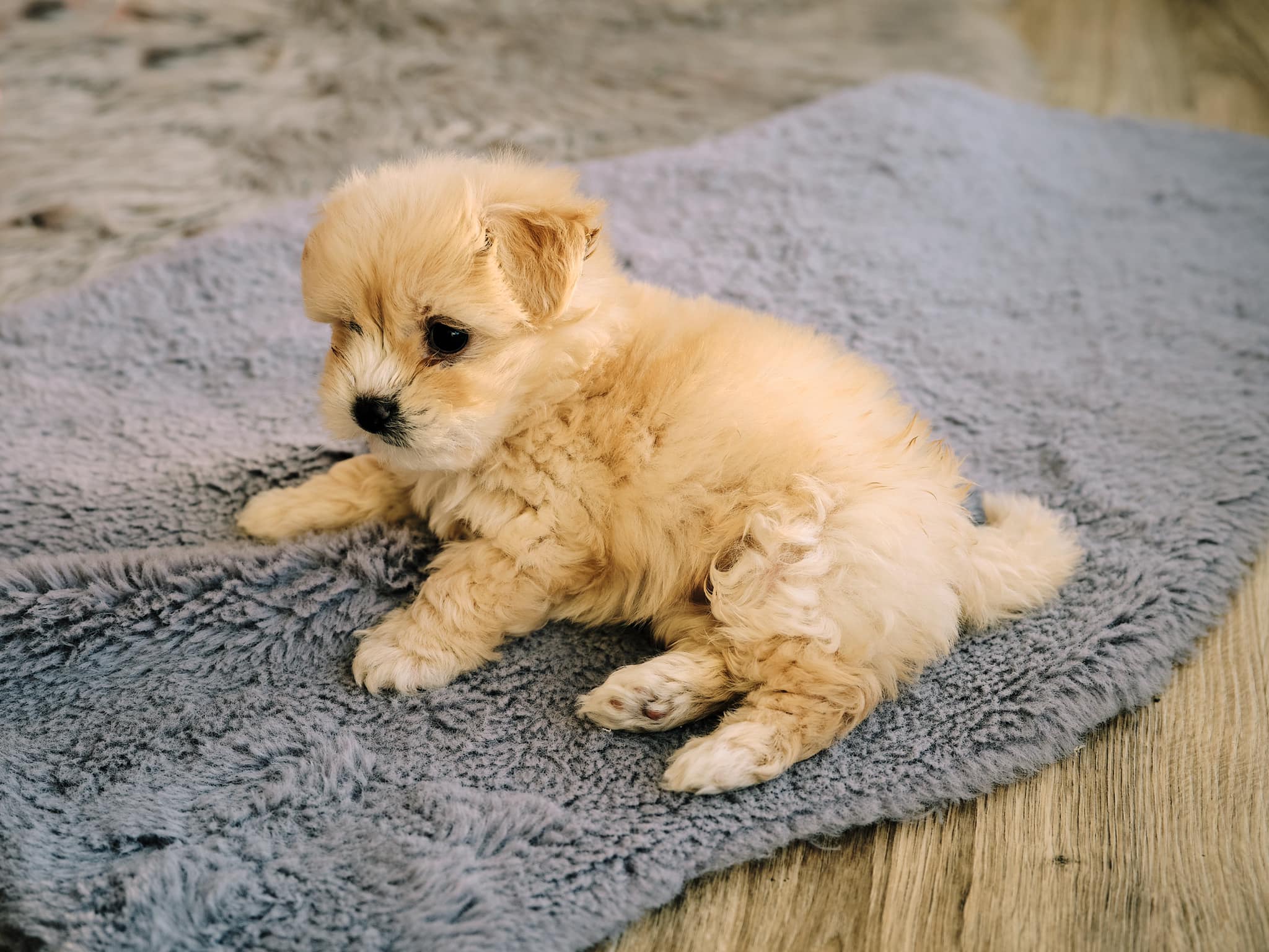 Das passende Hundefutter für jeden Hund finden!